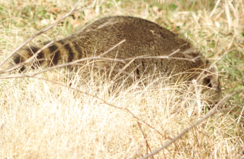 The raccoon disappears