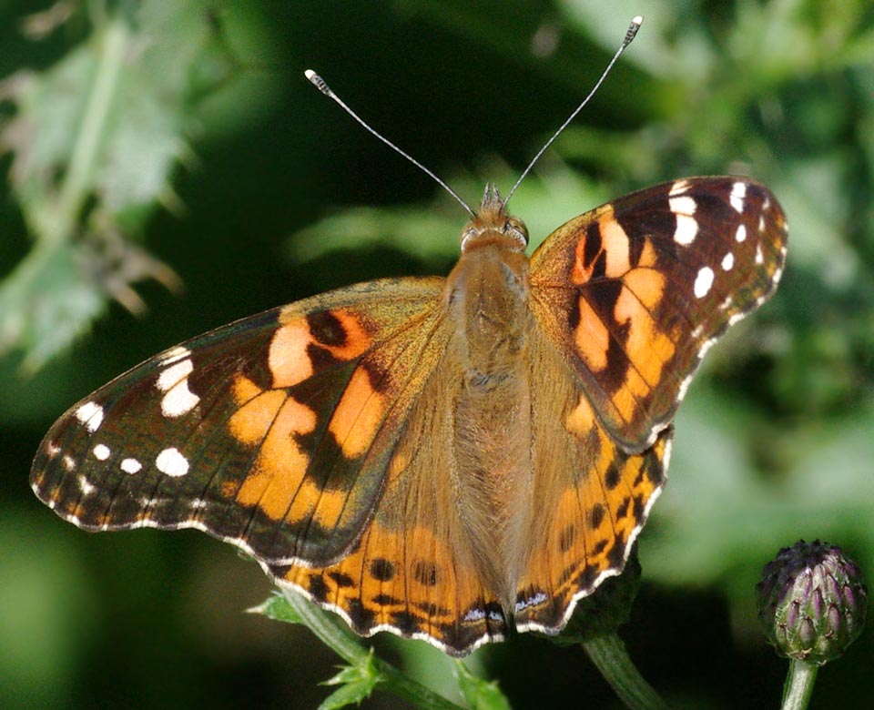 Painted lady