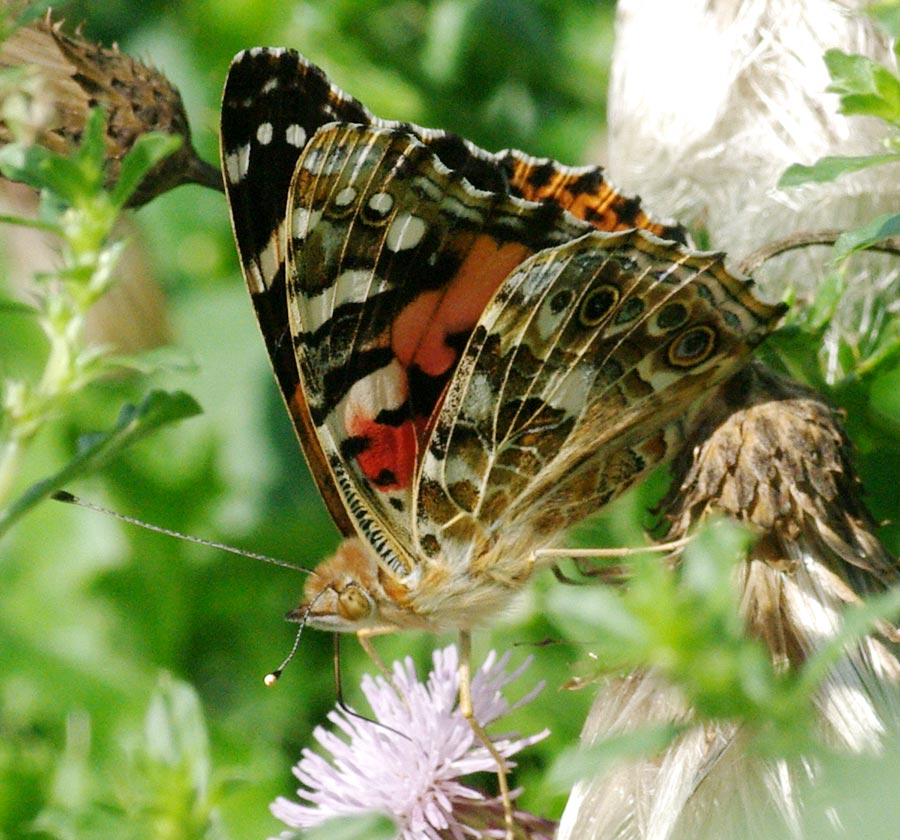 Vanessa cardui