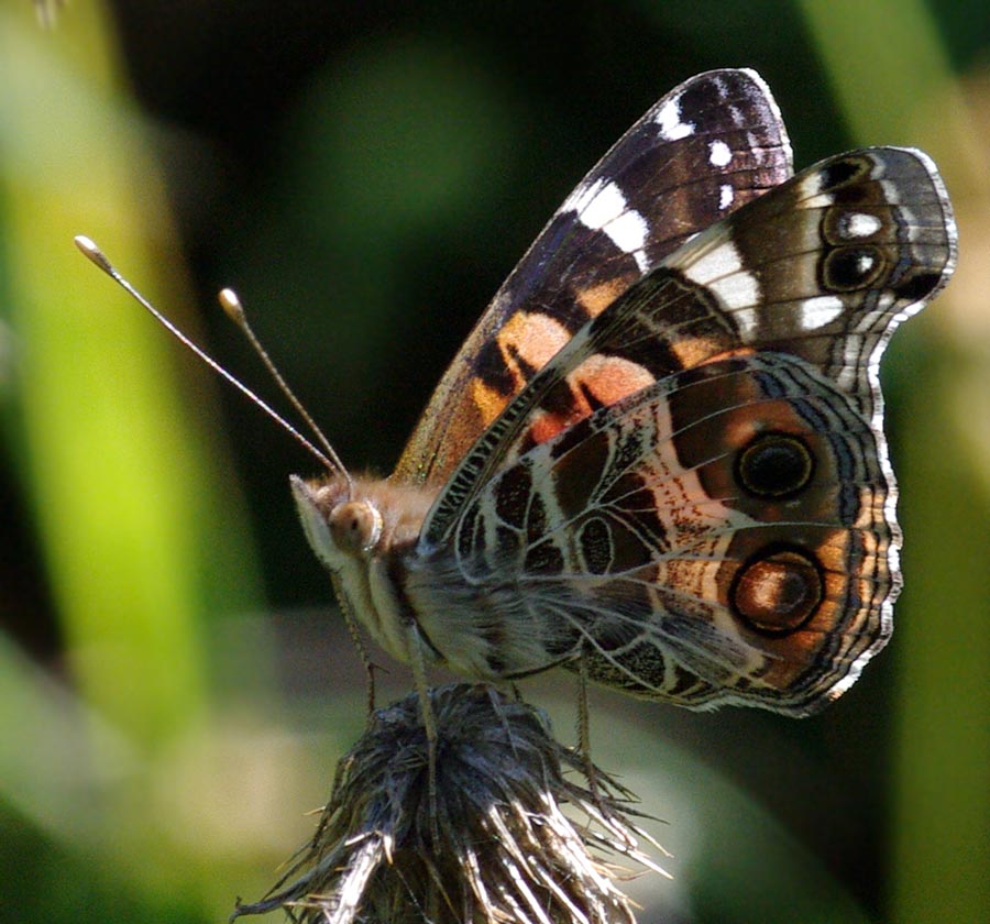 American Lady, wings backlit