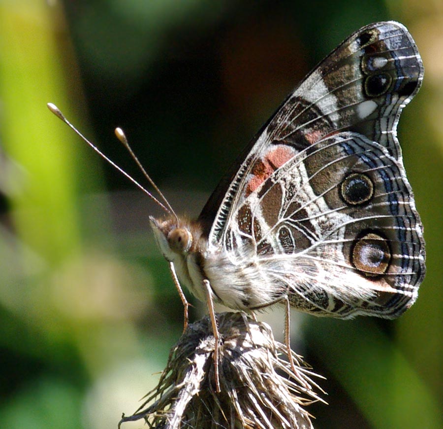 American Lady, wings up