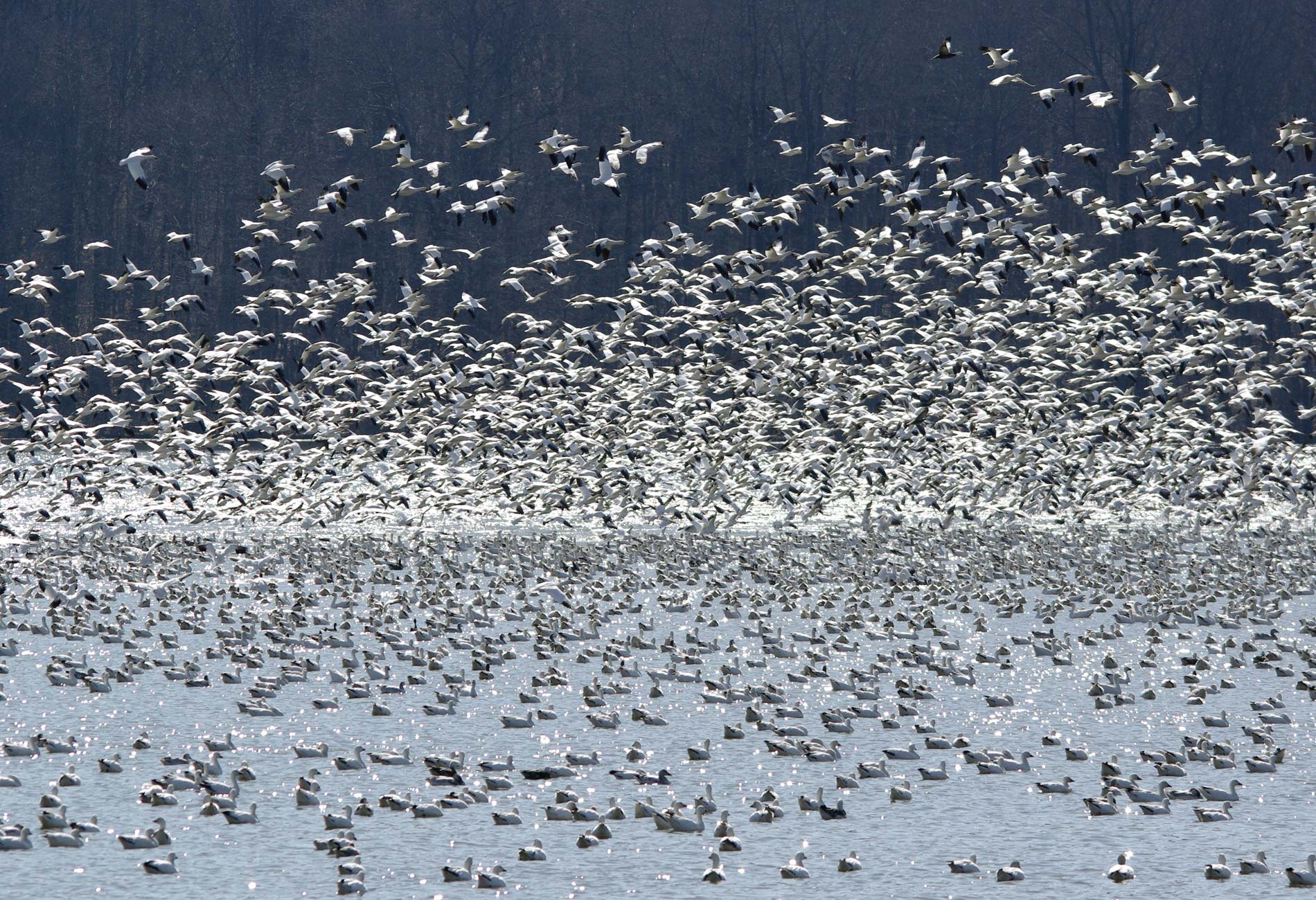 Snow goose swarm