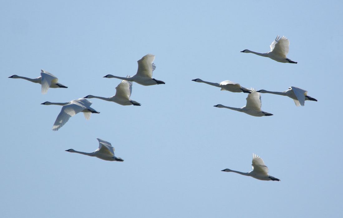 Bevy of tundra swans