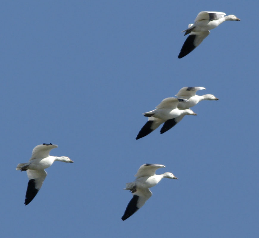 Snow geese in flight