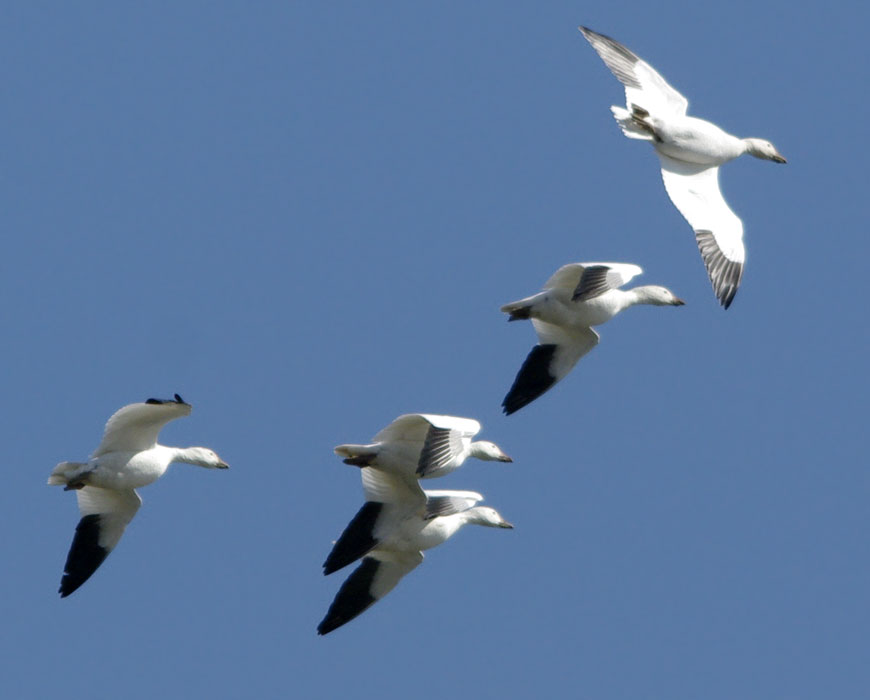 Snow geese, challenged flight
