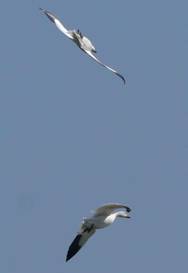 Snow geese, challenged flight