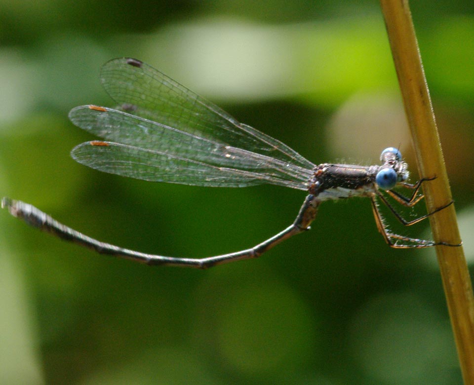 Danny yoga: reverse bend