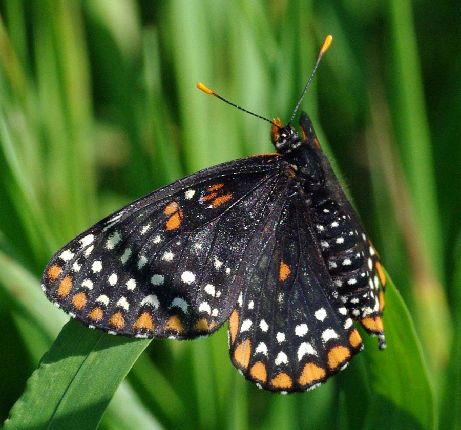 Baltimore checkerspot