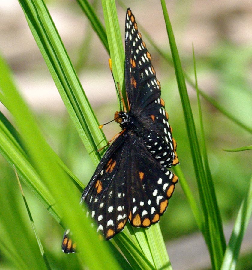 Baltimore checkerspot