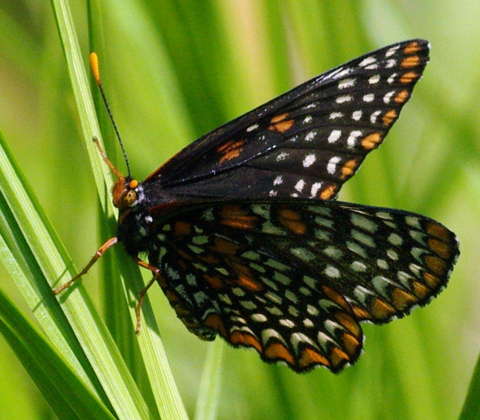 Euphydryas phaeton