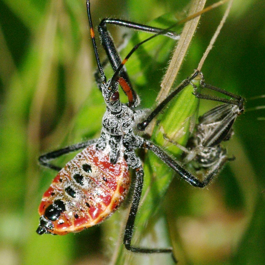Detail of a wheel nymph