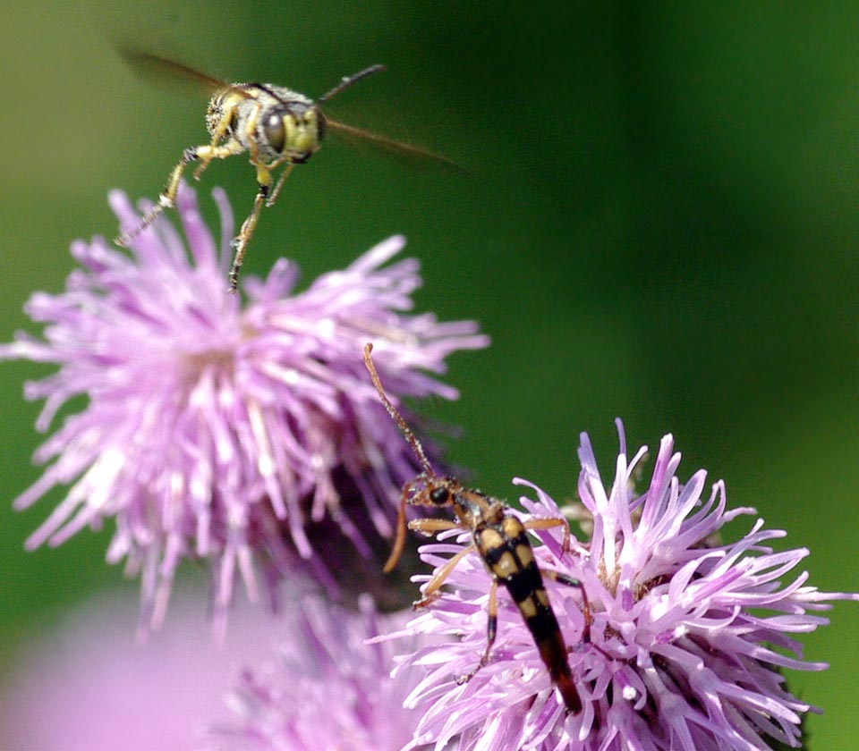 Bee flying, beetle waving