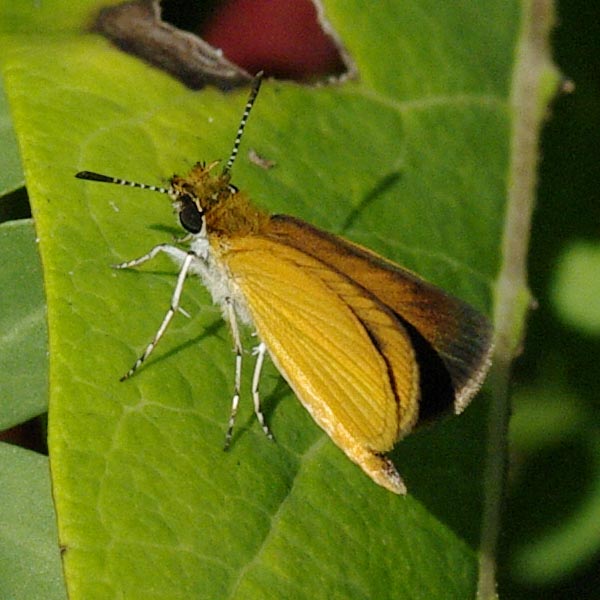 Least Skipper, wings closed