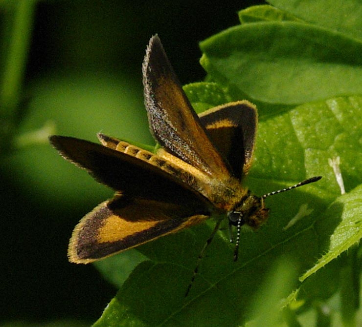 Least Skipper, wings open