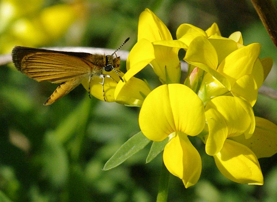 Least Skipper on Birdsfoot Trefoil flower