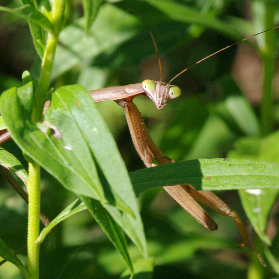 Praying mantis