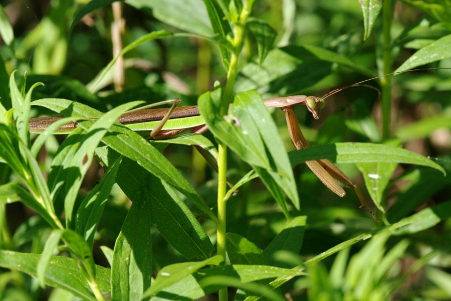 Praying mantis