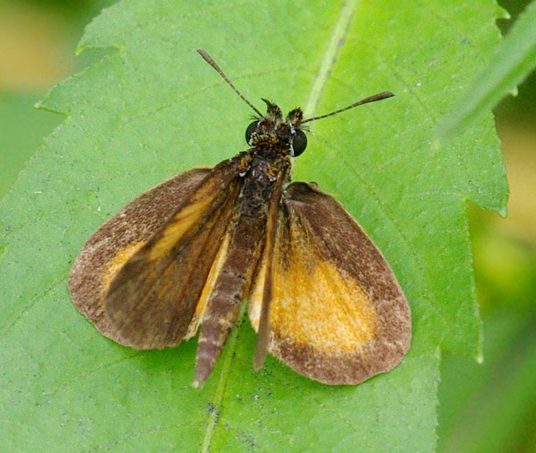 A least skipper
