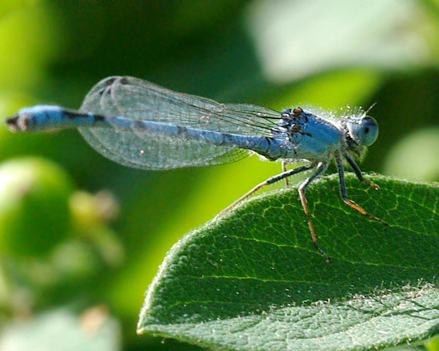 Eye level with a damselfly