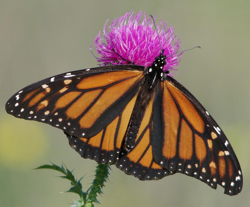 Female monarch
