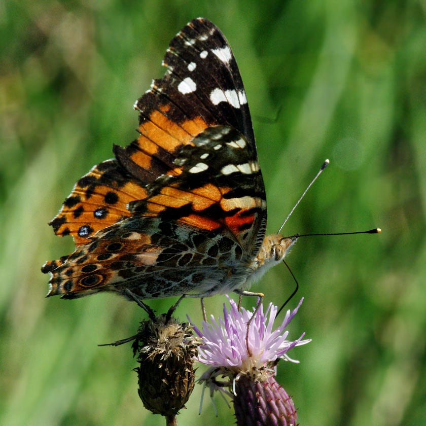 Painted lady