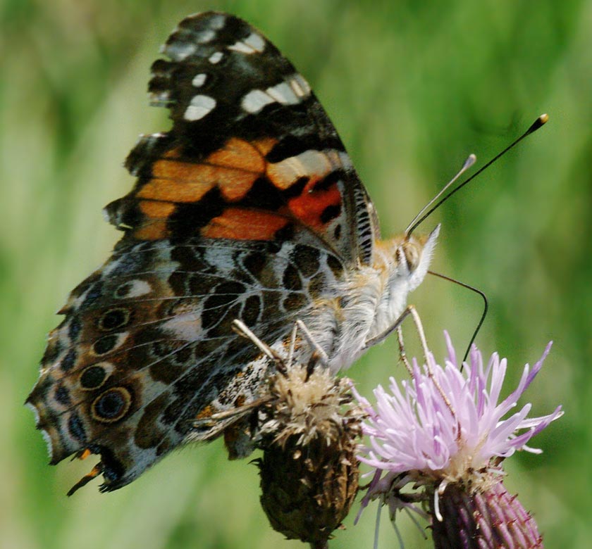 Vanessa cardui