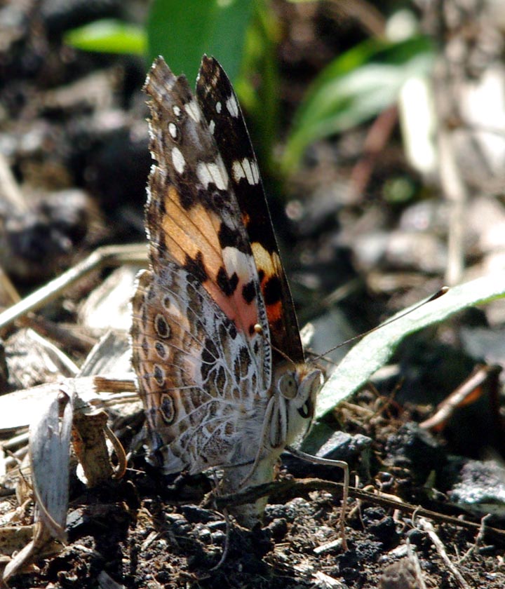 Painted lady