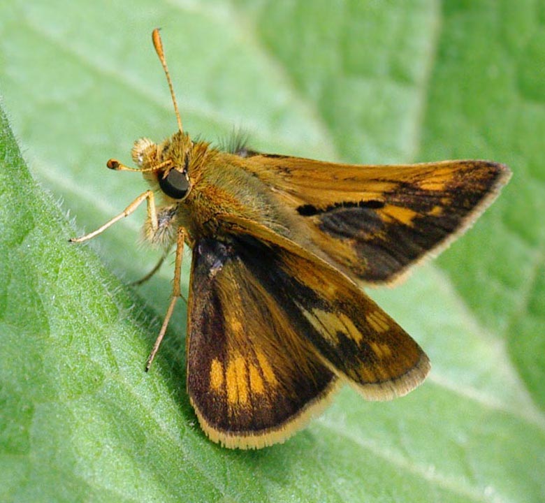Peck's skipper