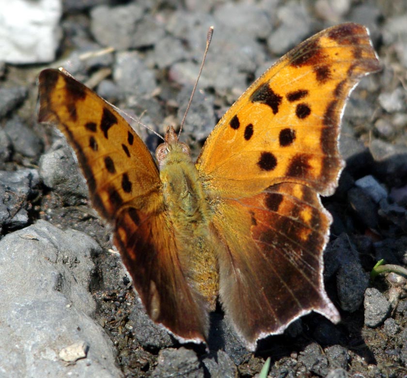 Question Mark, open wings