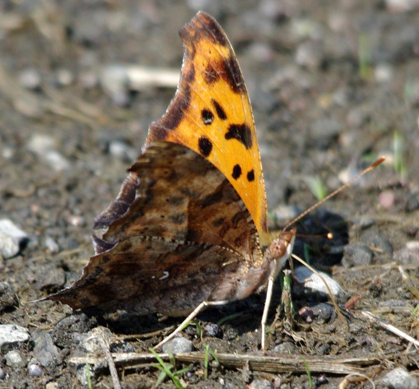 Question Mark, semiopen wings