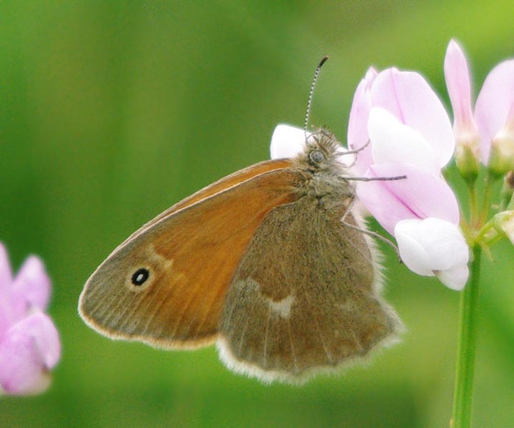Common ringlet