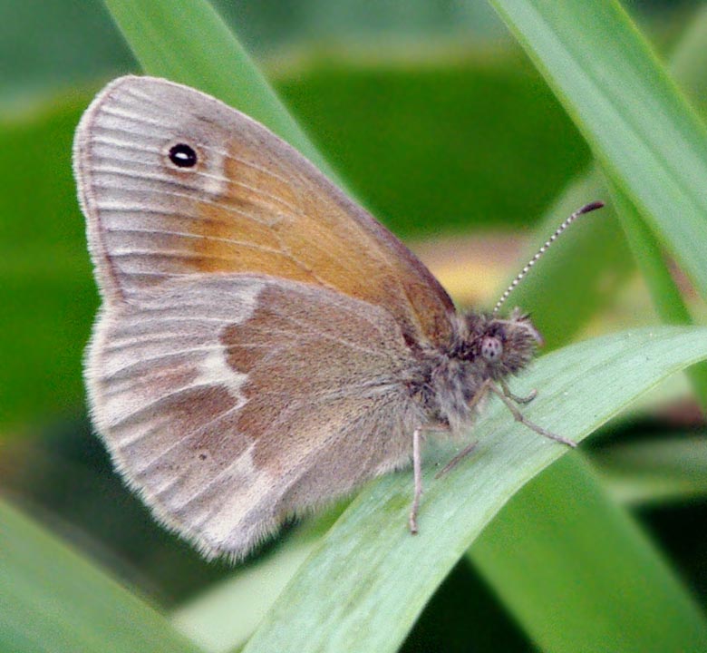 Common ringlet