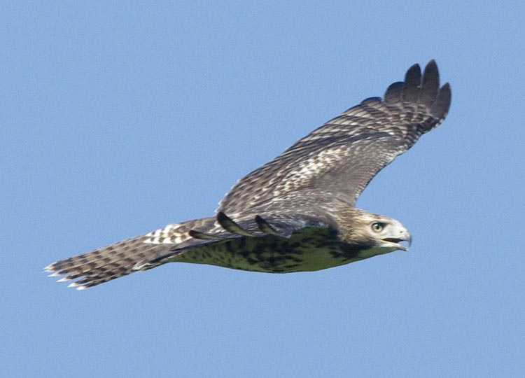 Immature red-tailed hawk