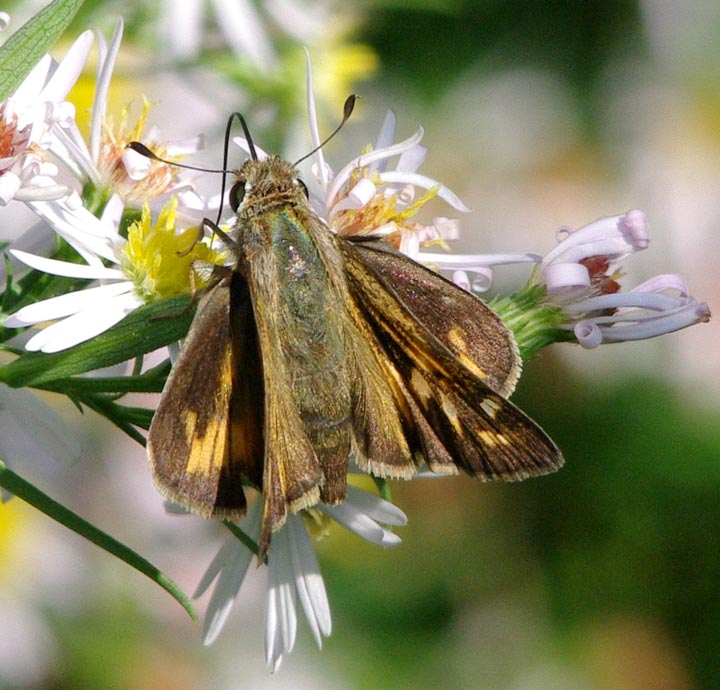 Female sachem, wings open