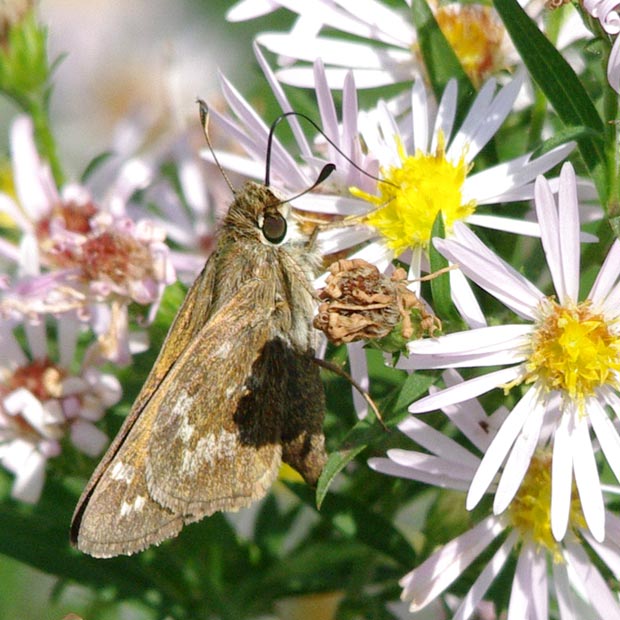 Female sachem, wings up