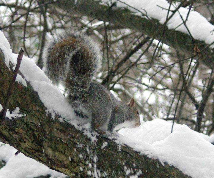 Spot pausing to calculate her next jump