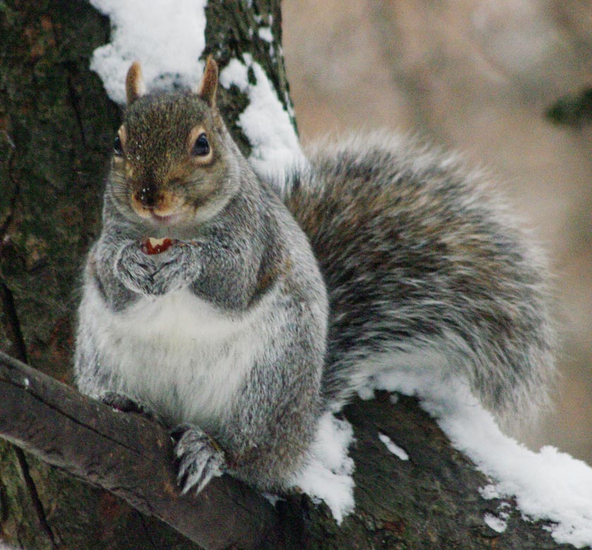 Spot enjoyinga pecan