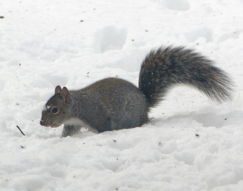 Spot pausing in the snow