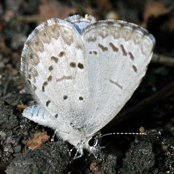 Spring azure, wings up