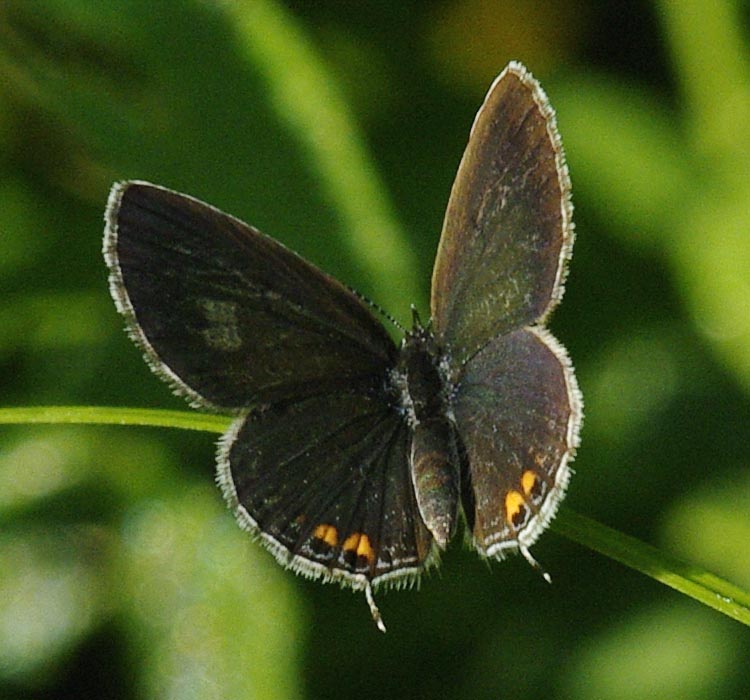 Female eastern tailed-blue, wings open