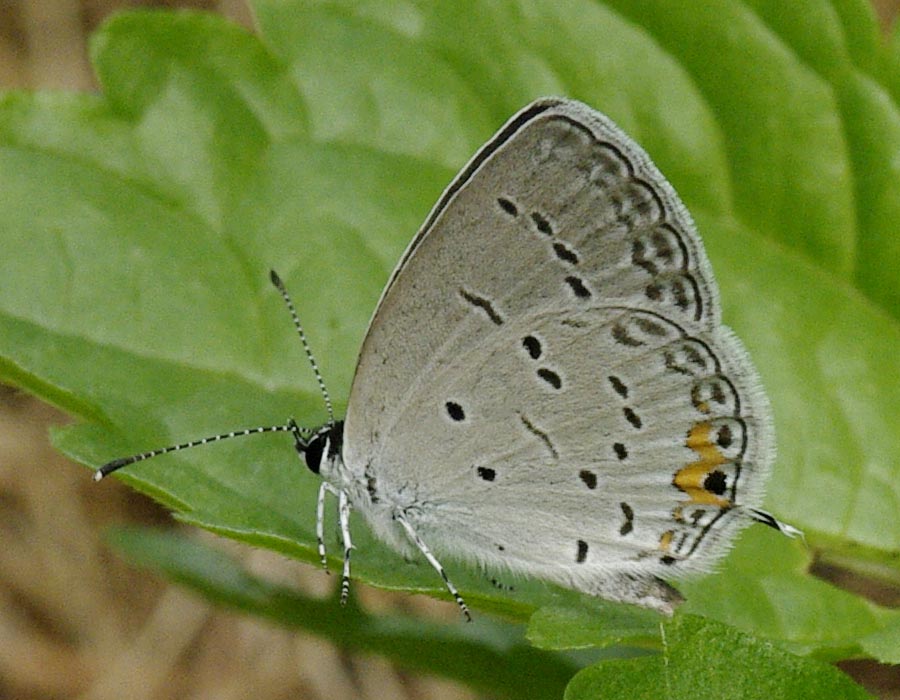Female eastern tailed-blue, wings closed