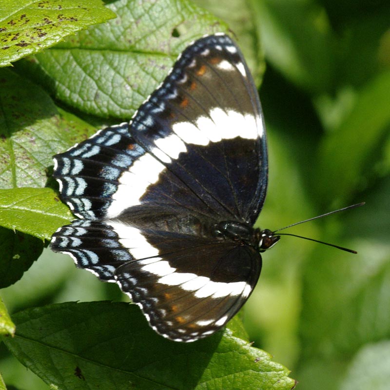 White Admiral