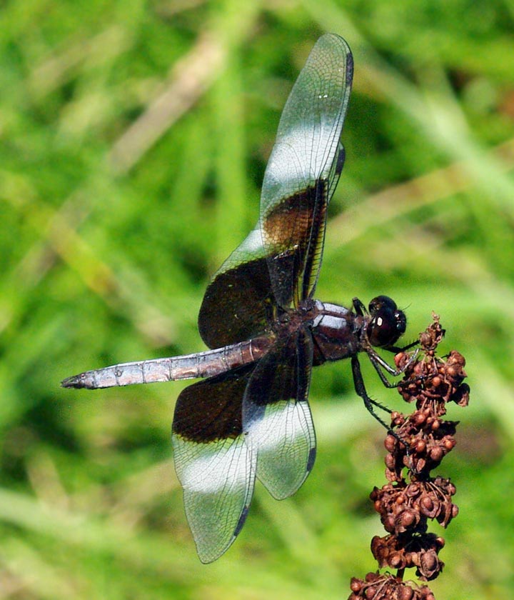 Male widow skimmer