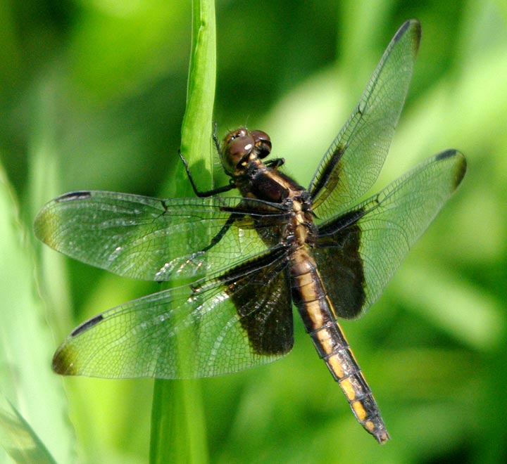 Female widow skimmer
