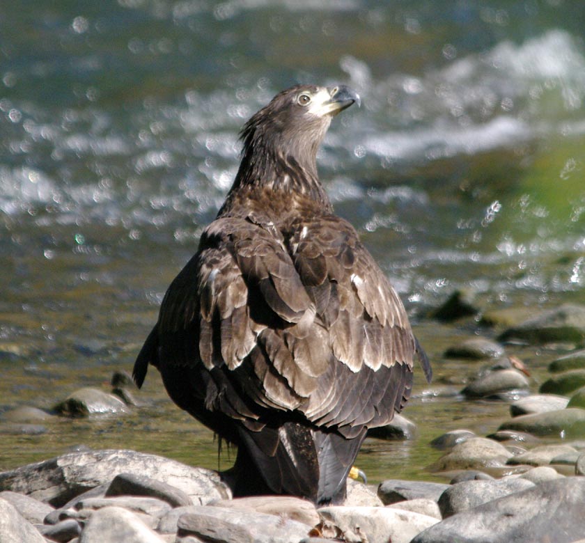 Xena by the streambed