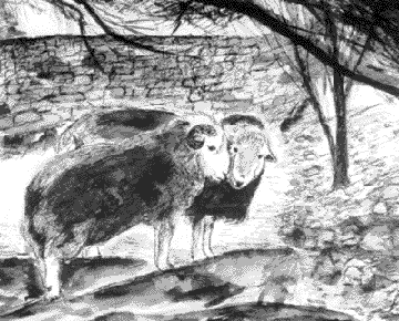 Herdwicks
