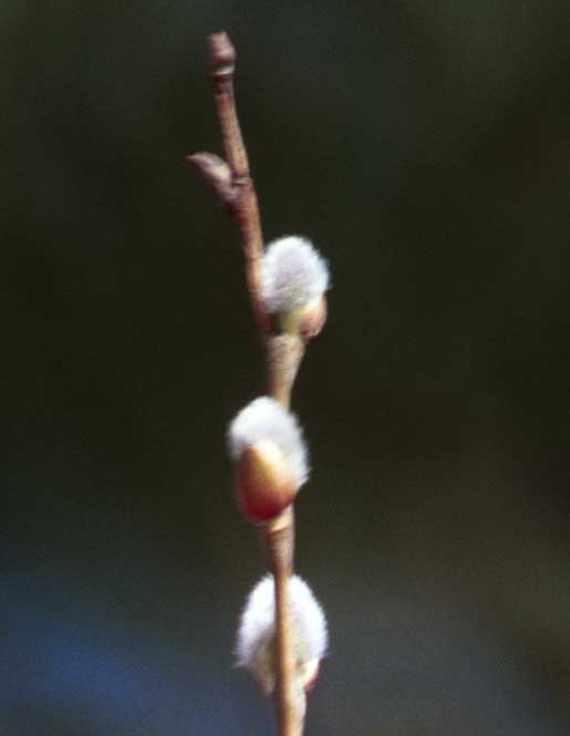 Pentax reflex bokeh and catkin