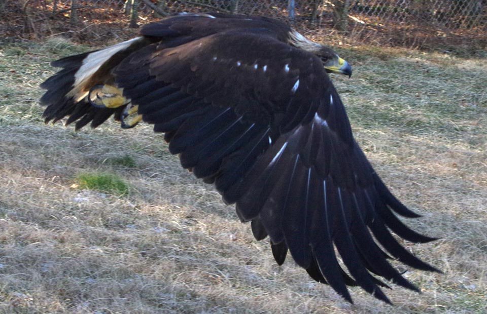 The golden eagle Mercury's downbeat