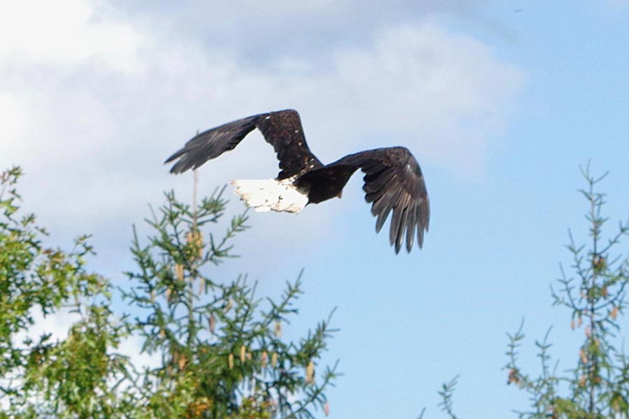 Starr showing her tail feathers