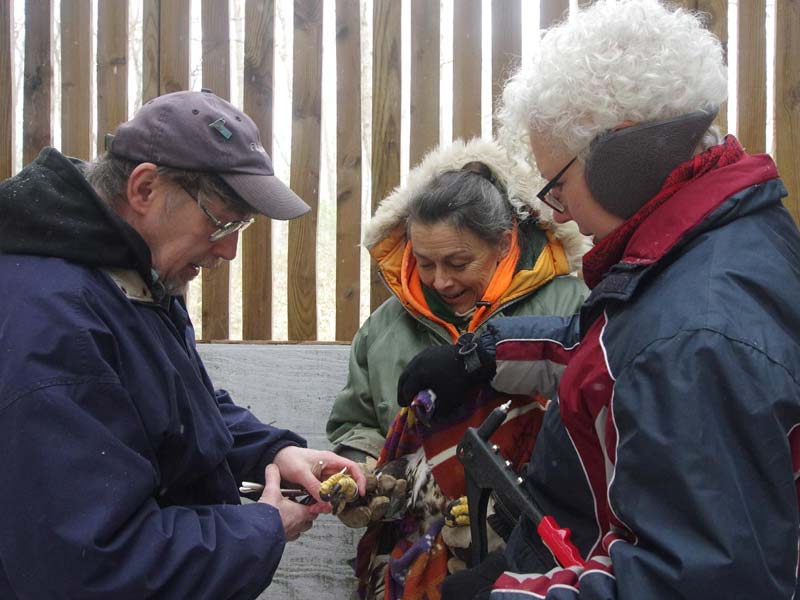 Phoenix being banded